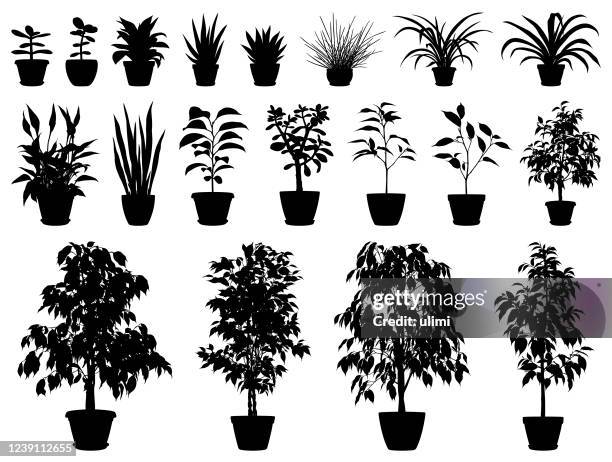 vector silhouettes of potted plants - pot plant stock illustrations