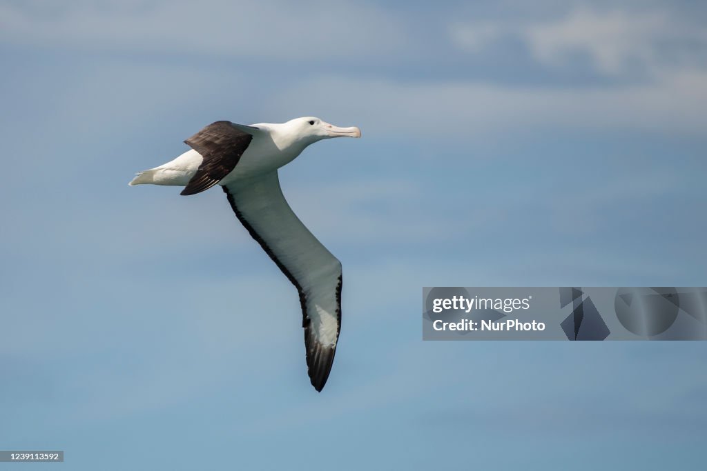 New Zealand Wildlife
