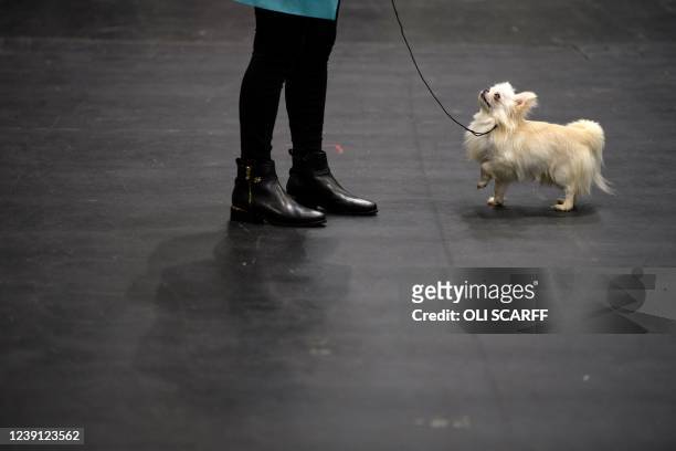 Long Coat Chihuahua dog stands with its handler on on the third day of the Crufts dog show at the National Exhibition Centre in Birmingham, central...