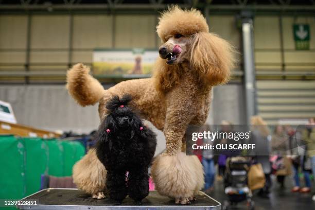 Standard Poodle and a Miniature Poodle dog share a grooming table on the third day of the Crufts dog show at the National Exhibition Centre in...
