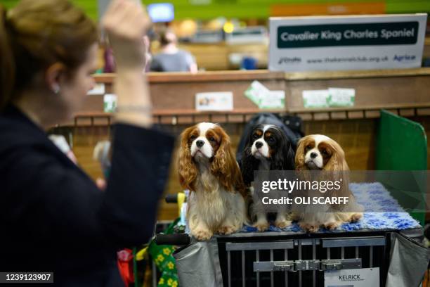 Woman draws the attention of her Cavalier King Charles Spaniel dogs on the third day of the Crufts dog show at the National Exhibition Centre in...