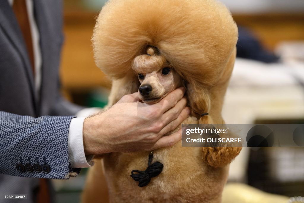 BRITAIN-ANIMAL-DOG-CRUFTS