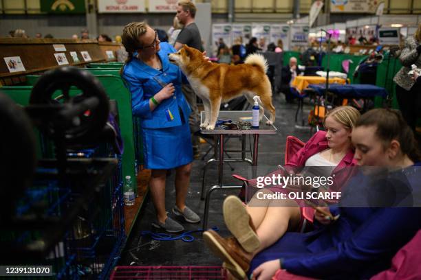Woman plays with her Japanese Shiba Inu dog on the third day of the Crufts dog show at the National Exhibition Centre in Birmingham, central England,...
