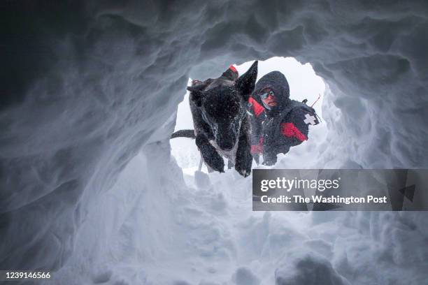 Cache, the patrol dog, digs through the snow with trainer Chris Brindisi during an avalanche dog team training at Jackson Hole Mountain Resort on...