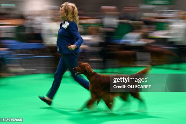 Red Irish Setter dog is judged on the final day of the Crufts dog show at the National Exhibition Centre in Birmingham, central England, on March 13,...