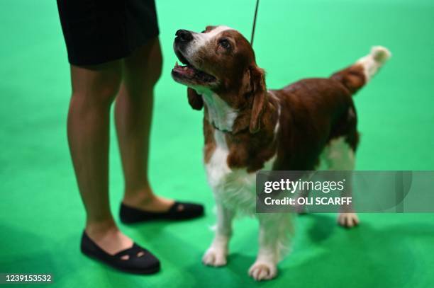 Welsh Springer Spaniel dog stands in the ring on the final day of the Crufts dog show at the National Exhibition Centre in Birmingham, central...