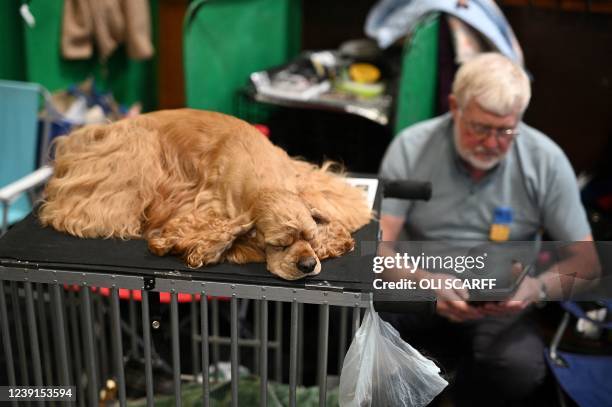 An American Cocker Spaniel dog rests on its crate on the final day of the Crufts dog show at the National Exhibition Centre in Birmingham, central...