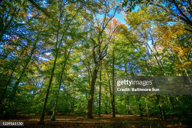 Trees reach for the sky in a competition for sunlight in a 14-acre stand of old growth forest in the Wye Island Natural Resource Management Area.