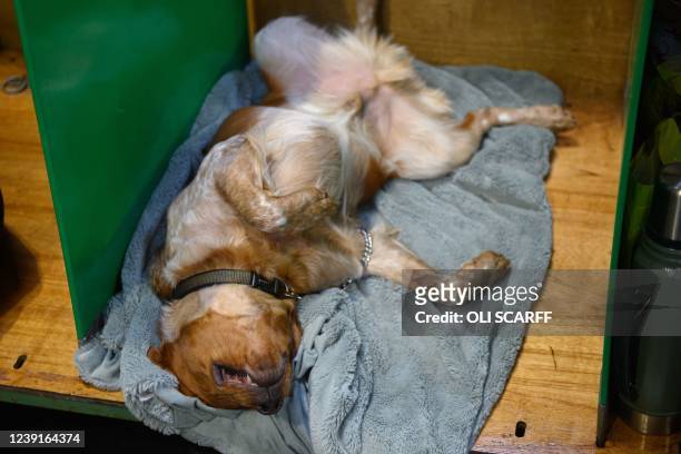 Brittany dog sleeps on its back in its pen before being judged on the final day of the Crufts dog show at the National Exhibition Centre in...
