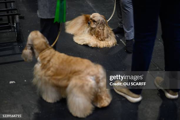 Pair of American Cocker Spaniel dogs rest at the end of the final day of the Crufts dog show at the National Exhibition Centre in Birmingham, central...