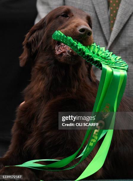 Winner of Best in Show, the flat coated retreiver, "Baxer" hold the rosette with owner and handler Patrick Oware at the trophy presentation for the...