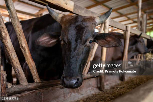 wagyu japanese shorthorn, portrait of a wagyu cow of japanese origin in farm thailand - domestic cattle imagens e fotografias de stock