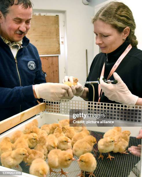 March 2022, Saxony, Pehritzsch B. Eilenburg: Poultry farmer Hartmut Poschlod helps veterinarian Anna-Maria Westermeyer vaccinate the one-day-old...