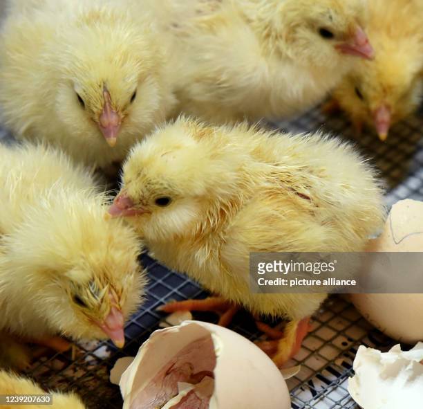 March 2022, Saxony, Pehritzsch B. Eilenburg: Chicken chicks just a few hours old wait at poultry farmer Hartmut Poschlod's for vaccination by...