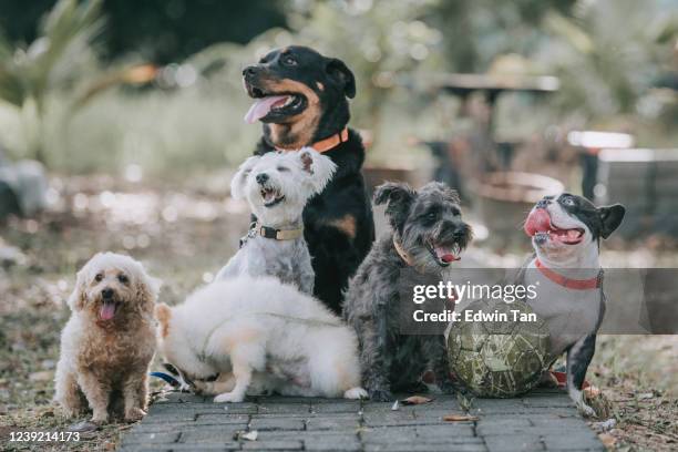 hunderasse rottweiler, französische bulldogge, spielzeugpudel, schottischer terrier, pommern draußen unter sonnenlicht - different animals together stock-fotos und bilder