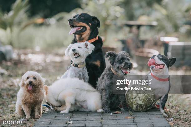 cane razza rottweiler, bulldog francese, barlino giocattolo, scottish terrier, pomerania fuori sotto la luce del sole - cane di razza foto e immagini stock