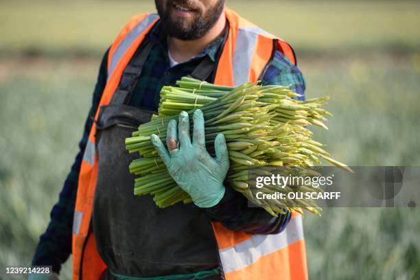 Migrant worker flower picker from Romania collects his bundle of harvested daffodils to be transported to the cold store on Taylors Bulbs farm near...