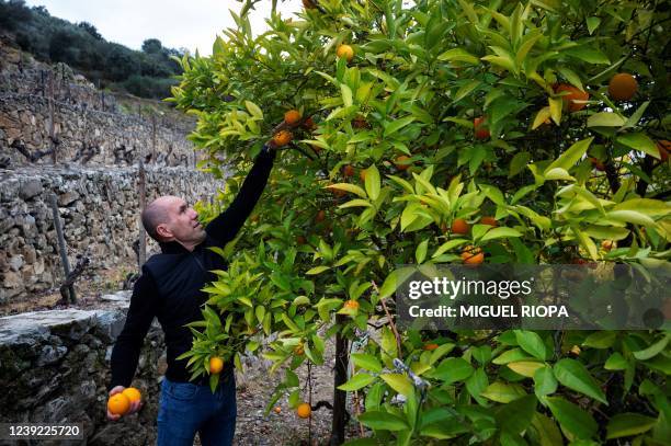 Portuguese coach Leonardo Jardim picks oranges in his vineyard in Fiolhal, in the Douro wine region, on March 10, 2022. - Former Monaco coach...