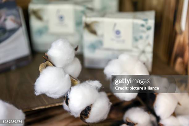 March 2022, Saxony, Oederan: Cotton and packs of cotton swabs stand at the market leader Lemoine. The company with 100 employees is relying more on...