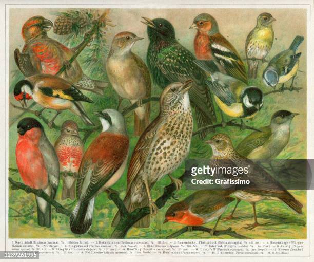 group of passerine birds sitting on branches illustration 1897 - robin stock illustrations