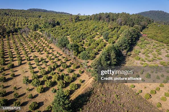 Avocado plantations in Mexico Avocado plantations in Mexico