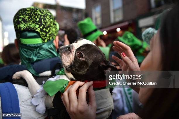 French Bulldog is seen being carried by its owner in a backpack through thousands of revellers in the Templebar disctrict following the Saint...