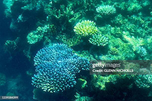 This picture taken on March 7, 2022 shows the current condition of the coral on the Great Barrier Reef, off the coast of the Australian state of...