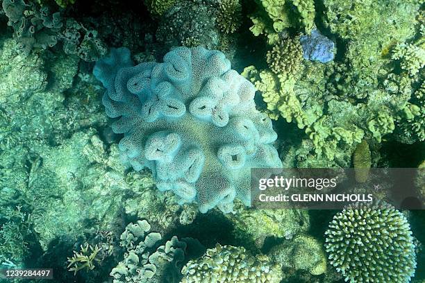 This picture taken on March 7, 2022 shows the current condition of coral on the Great Barrier Reef, off the coast of the Australian state of...