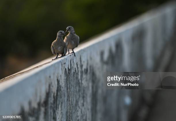 Two pigeons seen at the top the wall surrounding the historic center of San Francisco de Campeche. On Friday, March 17 in San Francisco de Campeche,...