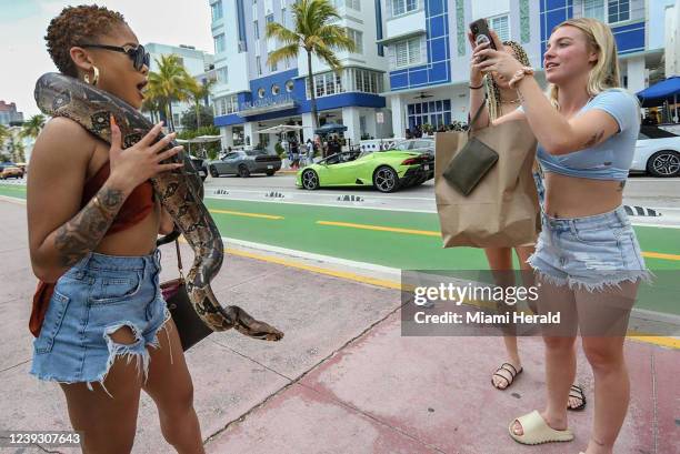 North Carolina State University spring breakers, Kyra McCall poses with a snake named &quot;Heavy D&quot; as Alexis Strickland takes her picture...