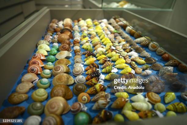 View from the shell collection of Azerbaijani collector Kamandar Nasibov in Baku, Azerbaijan on March 12, 2022. Kamandar Nasibov, an Azerbaijani...