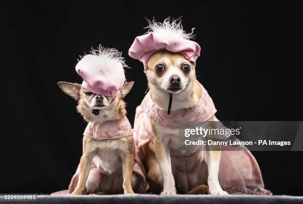 Left to right Chihuahua's Dolly and Willow, during the Hollywood themed Furbabies Dog Pageant at Collingham Memorial Hall, Leeds. Picture date:...