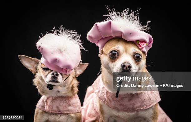 Left to right Chihuahua's Dolly and Willow, during the Hollywood themed Furbabies Dog Pageant at Collingham Memorial Hall, Leeds. Picture date:...