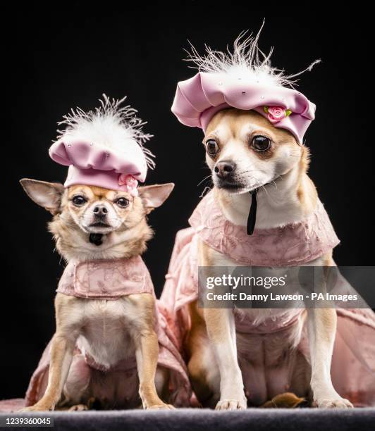 Left to right Chihuahua's Dolly and Willow, during the Hollywood themed Furbabies Dog Pageant at Collingham Memorial Hall, Leeds. Picture date:...