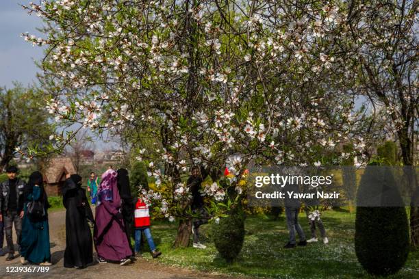 Locals enjoy blooming almond blossom, in the Baadam Vaer or the Almond Alcove, during spring bloom, on March 20 , 2022 in Srinagar, the summer...