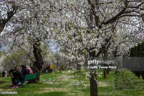 Locals enjoy blooming almond blossom, in the Baadam Vaer or the Almond Alcove, during spring bloom, on March 20 , 2022 in Srinagar, the summer...