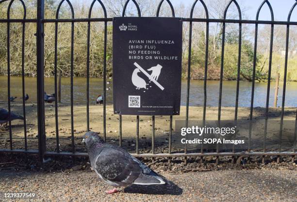 Pigeon walks past a sign at St James's Park warning of avian influenza, as the UK is faced with another outbreak. Studies have shown that bird flu...