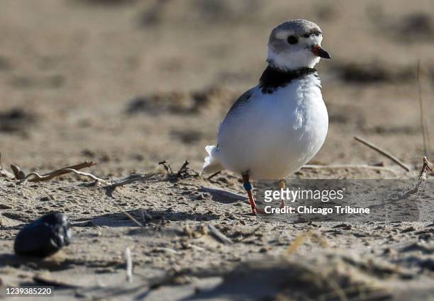 Piping plover named Rose appears at Montrose Beach in Chicago on April 26, 2021. Rose and her mate, Monty, first met on a Waukegan beach when they...