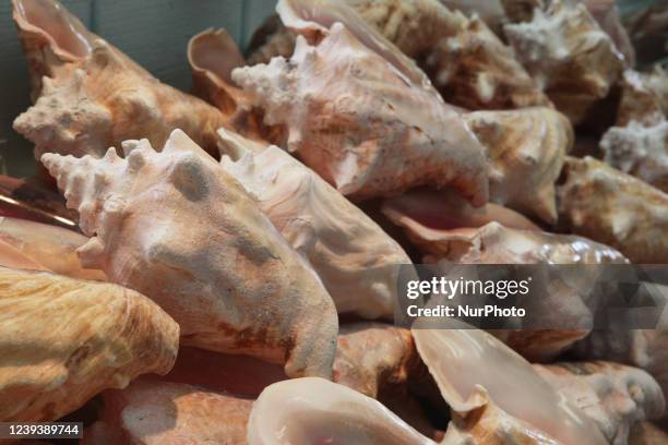 Large Open Conch Shell Giant Conch Shell Photos and Premium High Res Pictures - Getty Images