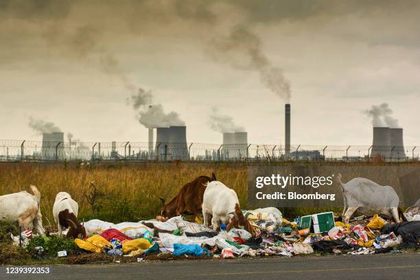 Goats graze in garbage, backdropped by the Sasol Ltd. Secunda coal-to-liquids plant in Mpumalanga, South Africa on Monday, March 21, 2022. A South...