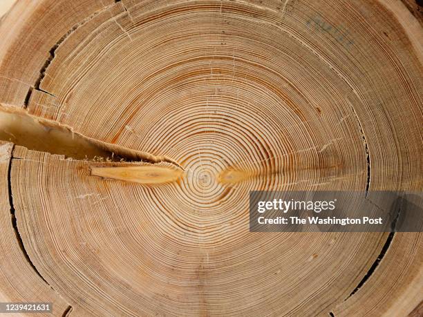 Tree Ring Lab 5,152 Tree Ring Stock Photos, High-Res Pictures, and Images - Getty Images