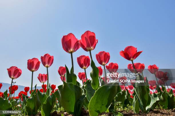 Tulips are seen in full bloom at Asia's largest tulip garden in Srinagar. Asia's largest tulip garden, housing 1.5 million tulips of 68 varieties,...