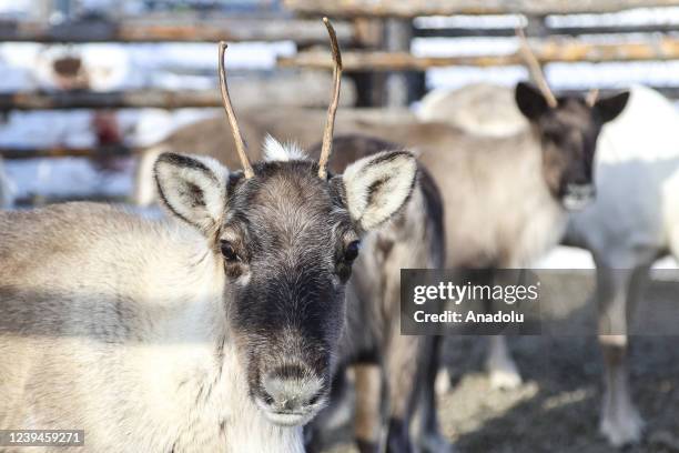 Reindeer are seen at Lovozero region of Murmansk after spring census in Murmansk, Russia on March 14, 2022. Reindeer, which have been brought to the...