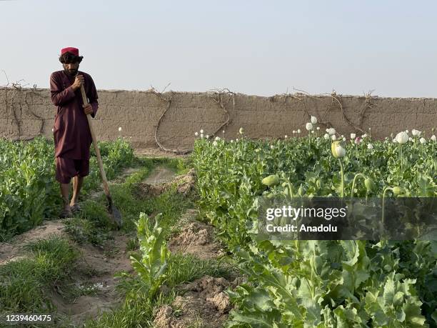 View of opium poppy blooming at fields as farmers continue to cultivate opium poppy on their fields in Helmand, Afghanistan on March 09, 2022.