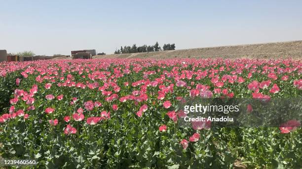 View of opium poppy blooming at fields as farmers continue to cultivate opium poppy on their fields in Helmand, Afghanistan on March 09, 2022.