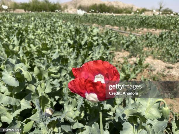 View of opium poppy blooming at fields as farmers continue to cultivate opium poppy on their fields in Helmand, Afghanistan on March 09, 2022.