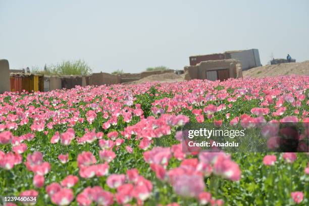 View of opium poppy blooming at fields as farmers continue to cultivate opium poppy on their fields in Helmand, Afghanistan on March 09, 2022.