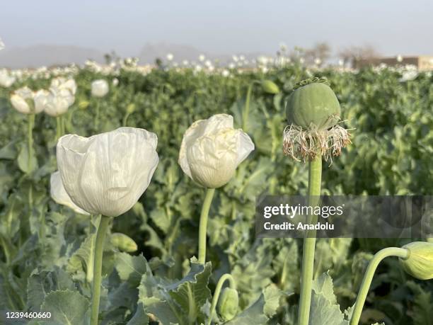 View of opium poppy blooming at fields as farmers continue to cultivate opium poppy on their fields in Helmand, Afghanistan on March 09, 2022.