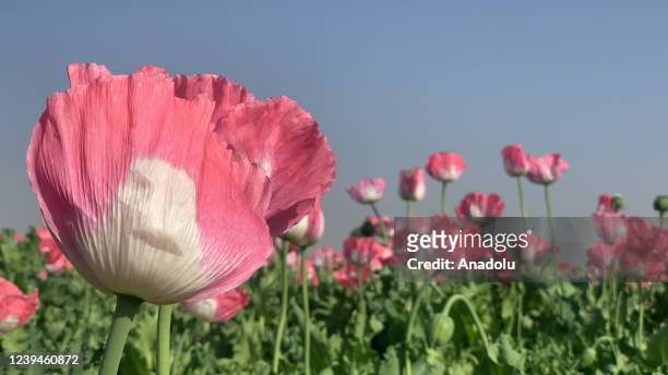 Blooming poppy plants are seen at a poppy field in Kandahar, Afghanistan on March 17, 2022. The cultivation of poppy for opium production has surged...