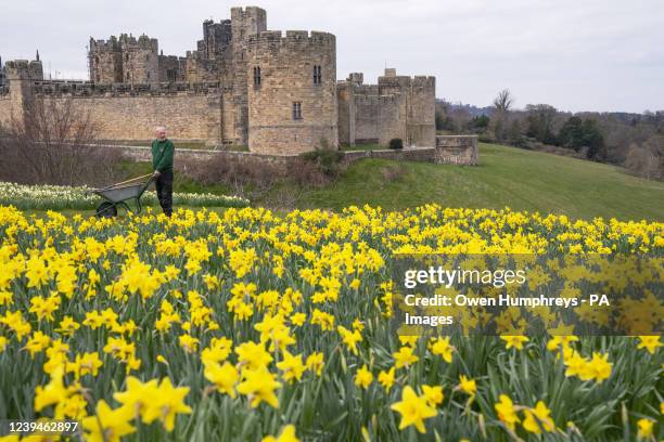 George Swordy head gardner at Alnwick castle, checking the gardens ahead of the castle opening tomorrow. Picture date: Thursday March 24, 2022.